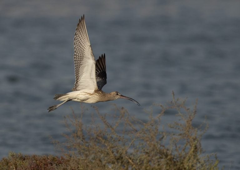 Eurasian curlew in the morning light at Mameer creek, Bahrain