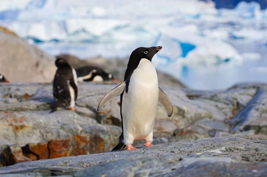 Ad&eacute;lie penguin on a rock facing Girard Bay on Petermann Island in the Wilhelm Archipelago, Antarctica