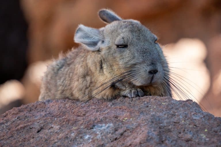 Viscacha belonging to the Chinchilla family, found in rocky mountain areas. Looks like rabbit