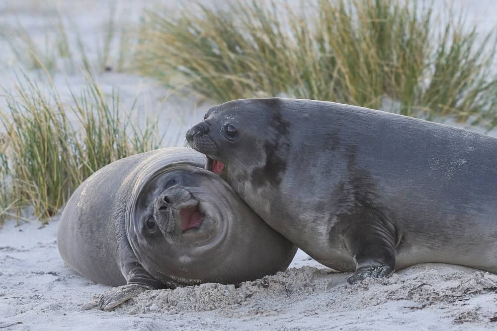 Southern Elephant Seal pup (Mirounga leonina) on a sandy beach on Sealion Island in the Falkland Islands.