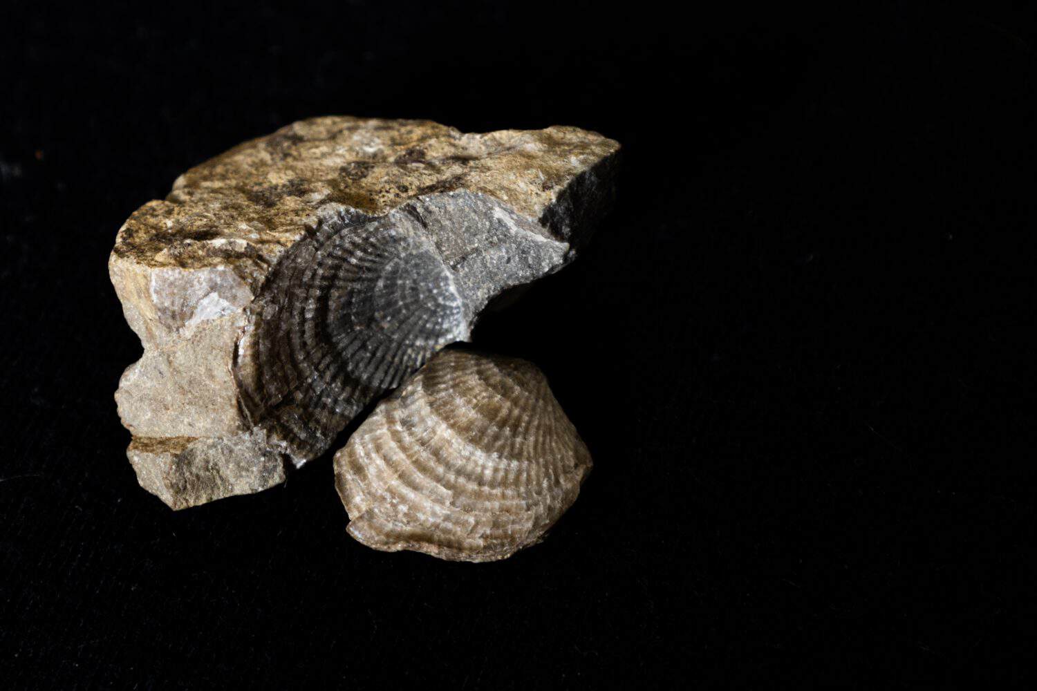 The mold and cast of a clam fossil from a Devonian aged Coral reef against a black background.
