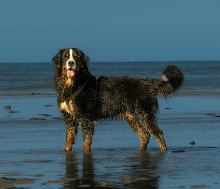 Bernese Mountain Dog Mix