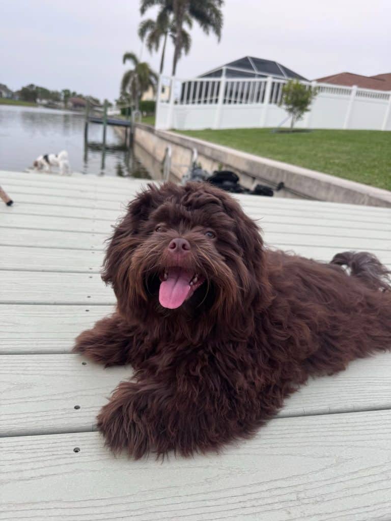 Adorable Havanese Shih Tzu mix Havashu puppy with fluffy chocolate brown fur, happily lying down with tongue out and a joyful expression. This closeup captures the pure happiness and playful spirit