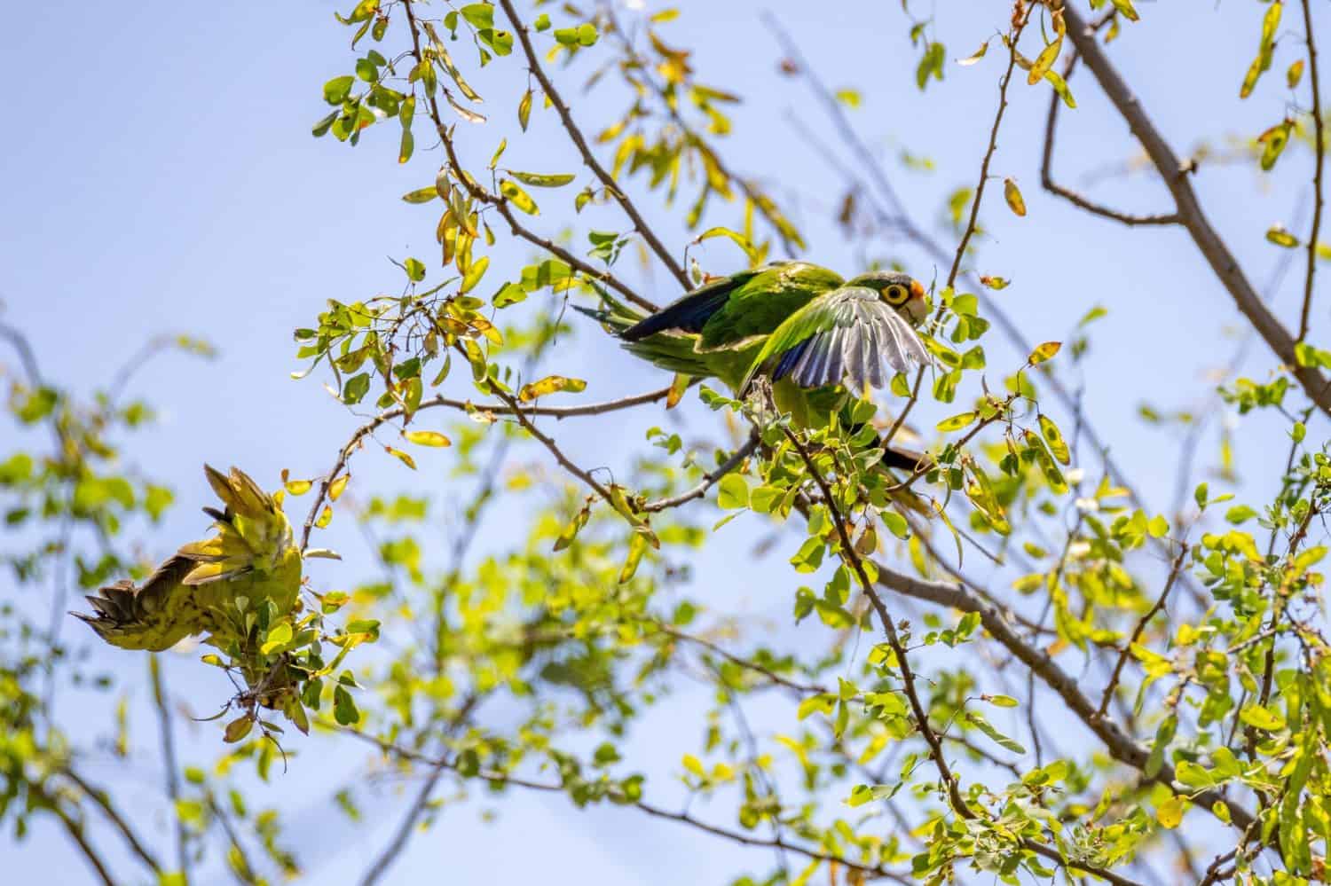 orange-fronted parakeet in costa rica
