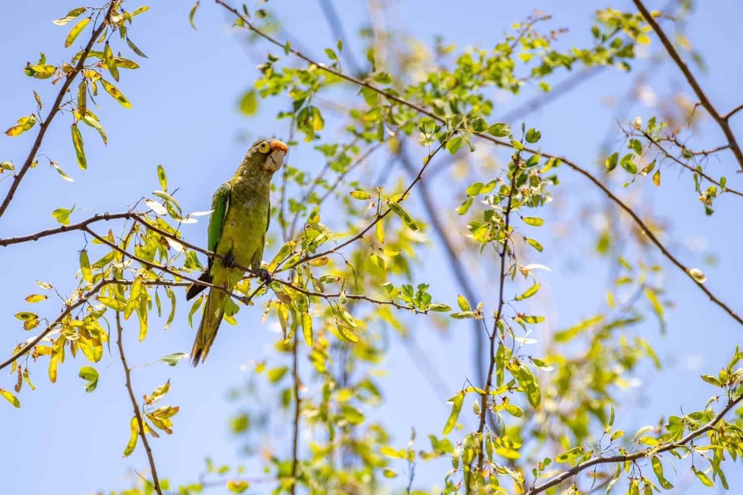 Orange-fronted parakeet in Costa Rica high in a tree