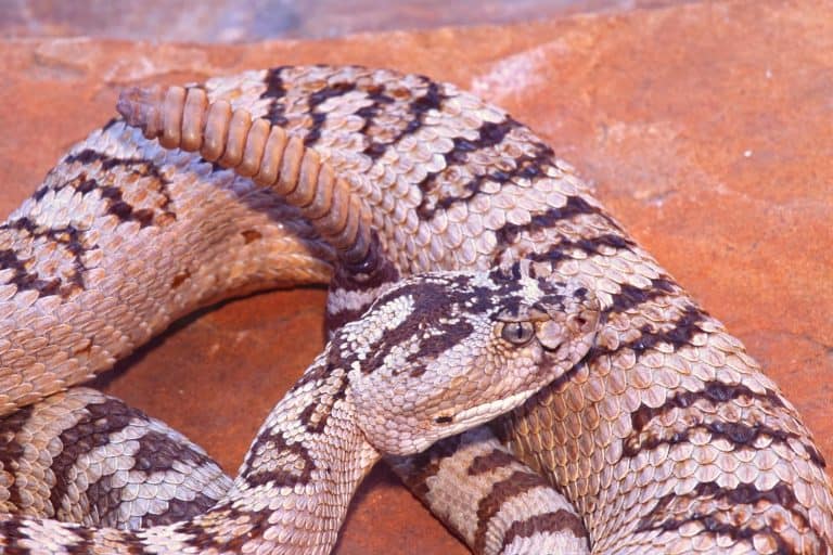 Great basin rattlesnake, Crotalus lutosus, a species native to the southwest United States in parts of Utah, Nevada, California and Oregon.