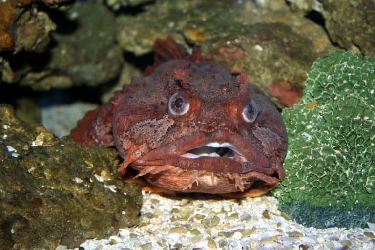 Gulf Toadfish at The Mote Marine Laboratory and Aquarium in Sarasota Florida.