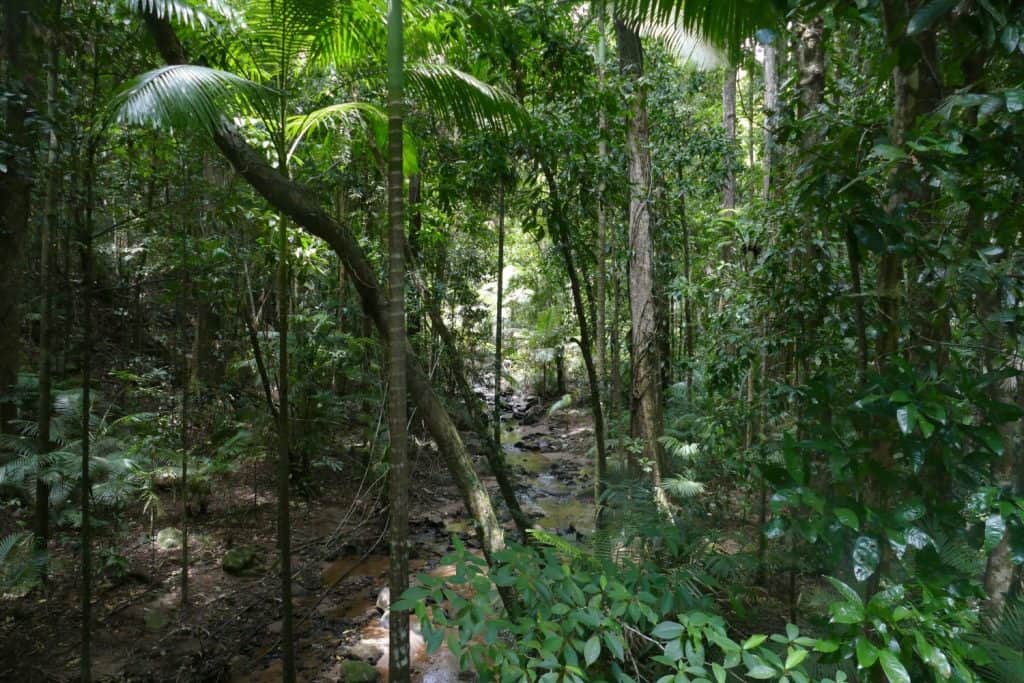 Unesco World Heritage Daintree National Park near Cape Tribulation in Far North Queensland in Australia : River and green trees