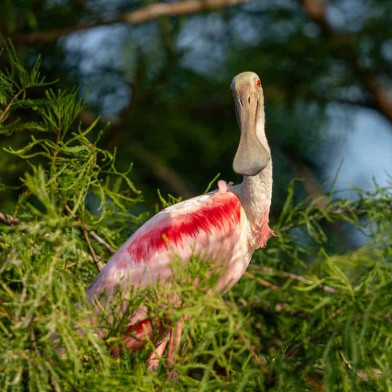 roseate spoonbill in a tree