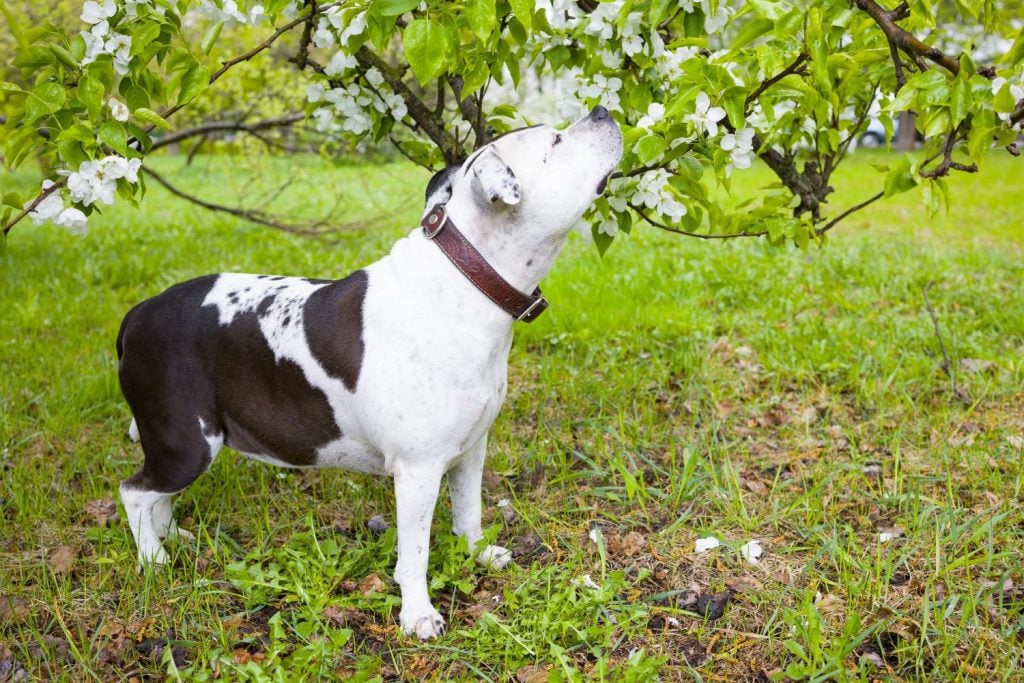 A dog sniffs flowers in an apple orchard in nature