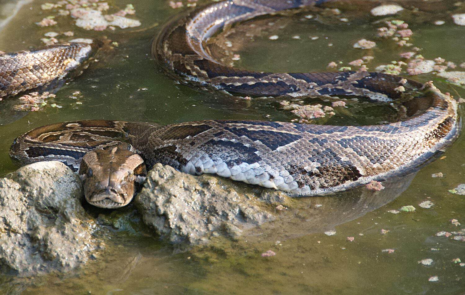 Asia Nepal Chitwan National Park Vulnerable Burmese Python along River Bank