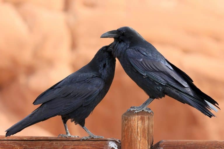 One Raven grooming the other