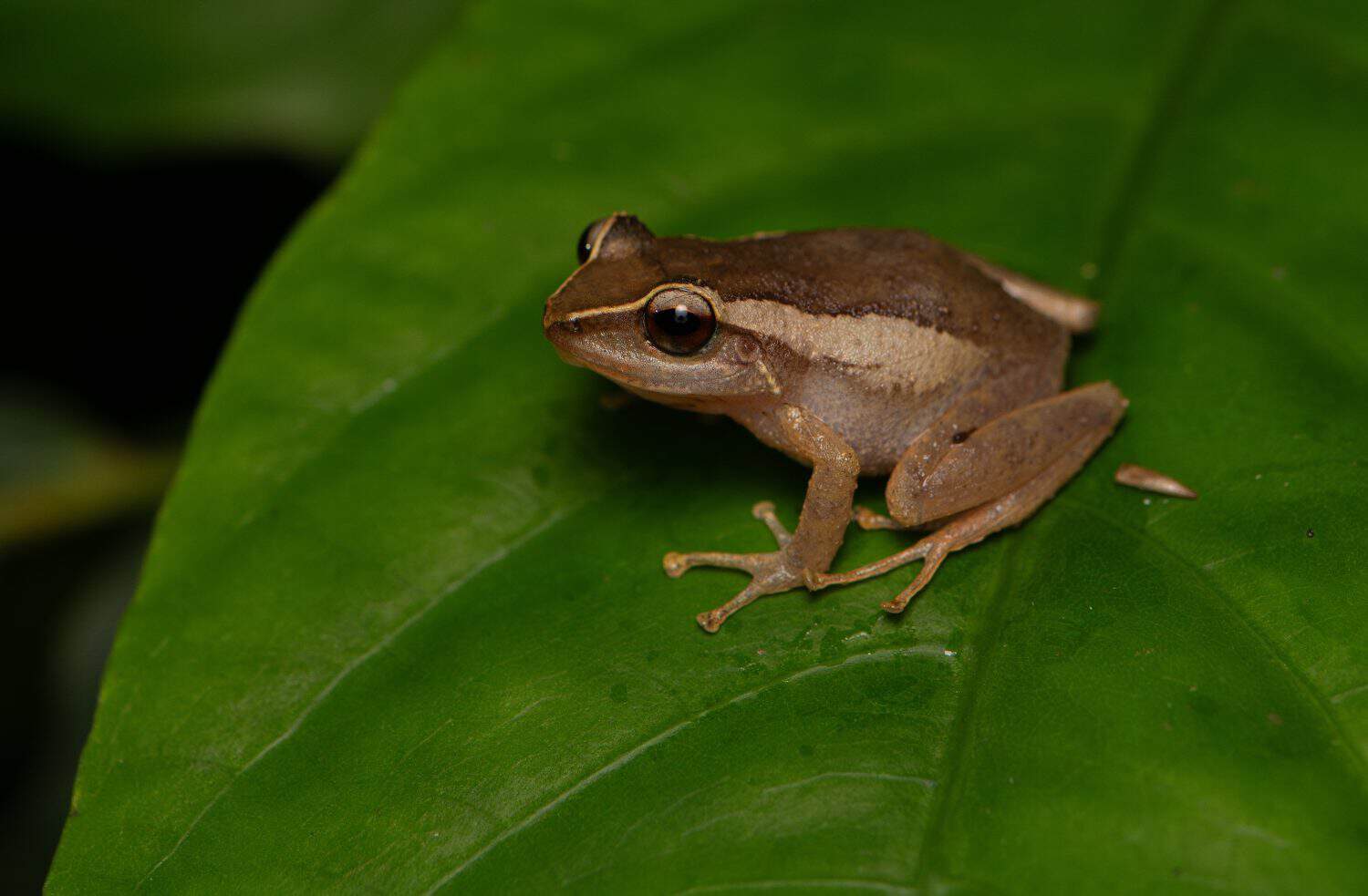Common Coqu&iacute; frog on aleaf. Endemic tree frog to Puerto Rico 