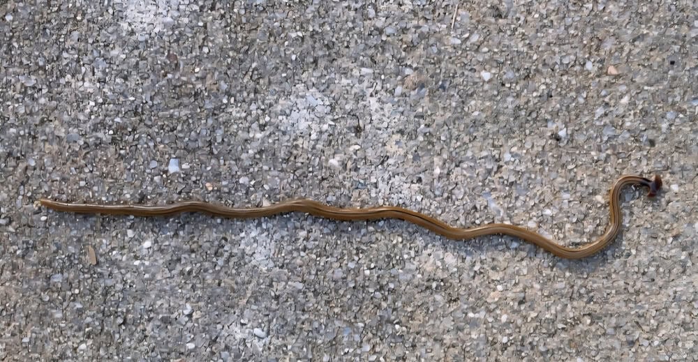 Hammerhead worm, also known as a land planarian (Bipalium)