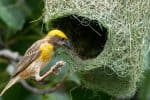 Baya weaver