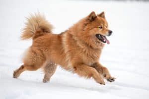 A vibrant red Eurasia dog joyfully runs through a pristine, snowy landscape. Its thick fur contrasts beautifully against the white snow, showcasing the breed's distinctive features energetic nature.