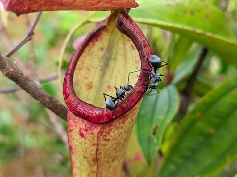 Close-up of black ants on tropical pitcher plant. Macro photo of carnivorous plant in nature, perfect for wildlife, insect behavior, and botanical themes.