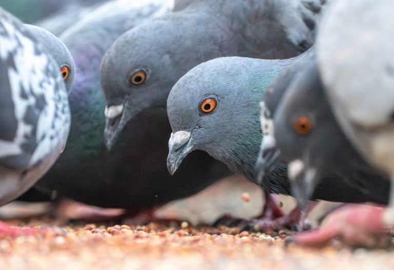 A close up of a group of pigeons eating birdseed off of the ground with focus on one pigeon.