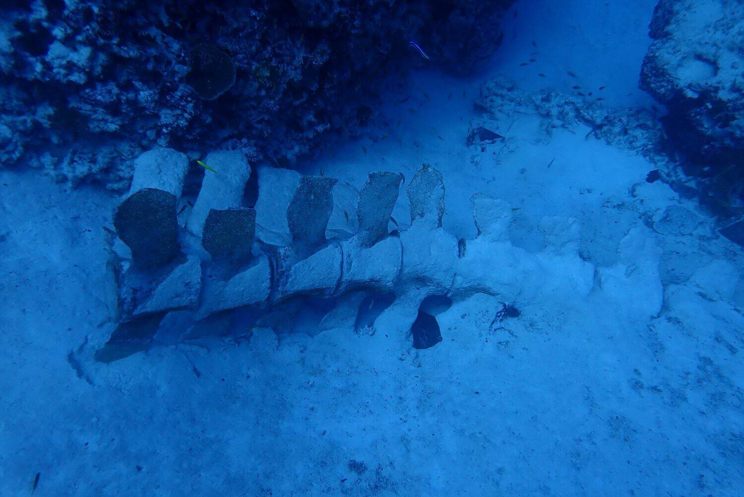 The picture of Bone Whale in Pieh Marine Protected Area