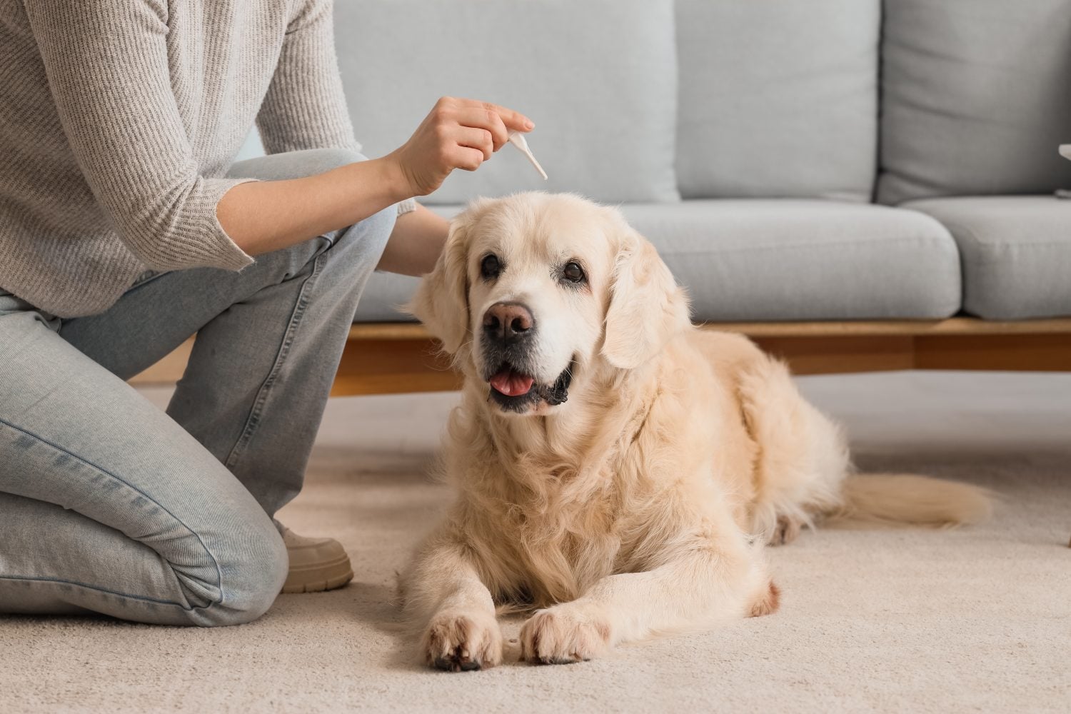 Owner applying spot-on flea medication on hair of dog at home