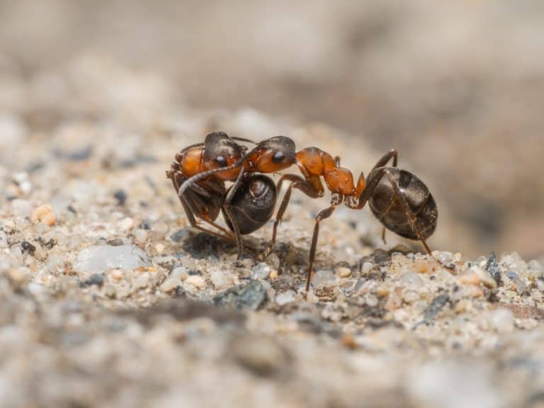 Macro shot of a red wood ant (Formica) transporting another ant to a different nest location.