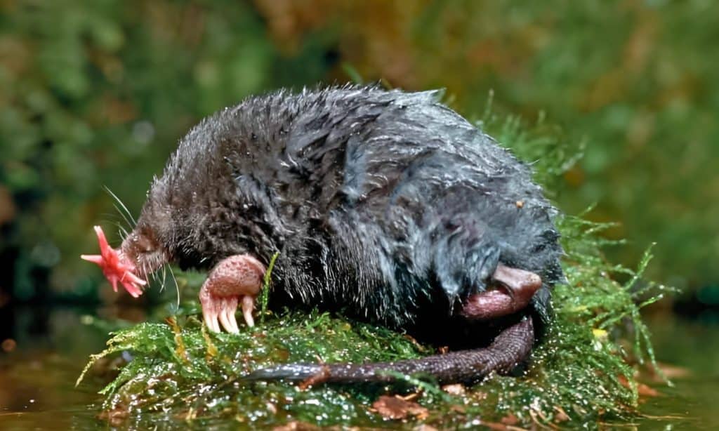the-mole-with-a-22-tentacled-nose-that-can-smell-underwater-a-z-animals