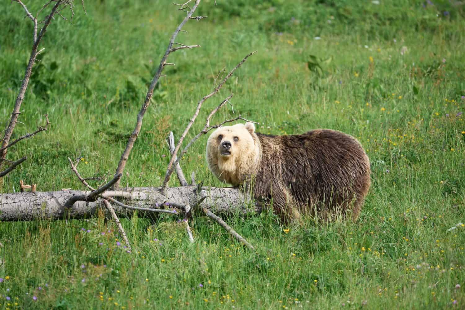 A grizzly bear stands beside a fallen tree in a lush green meadow, surrounded by wildflowers.