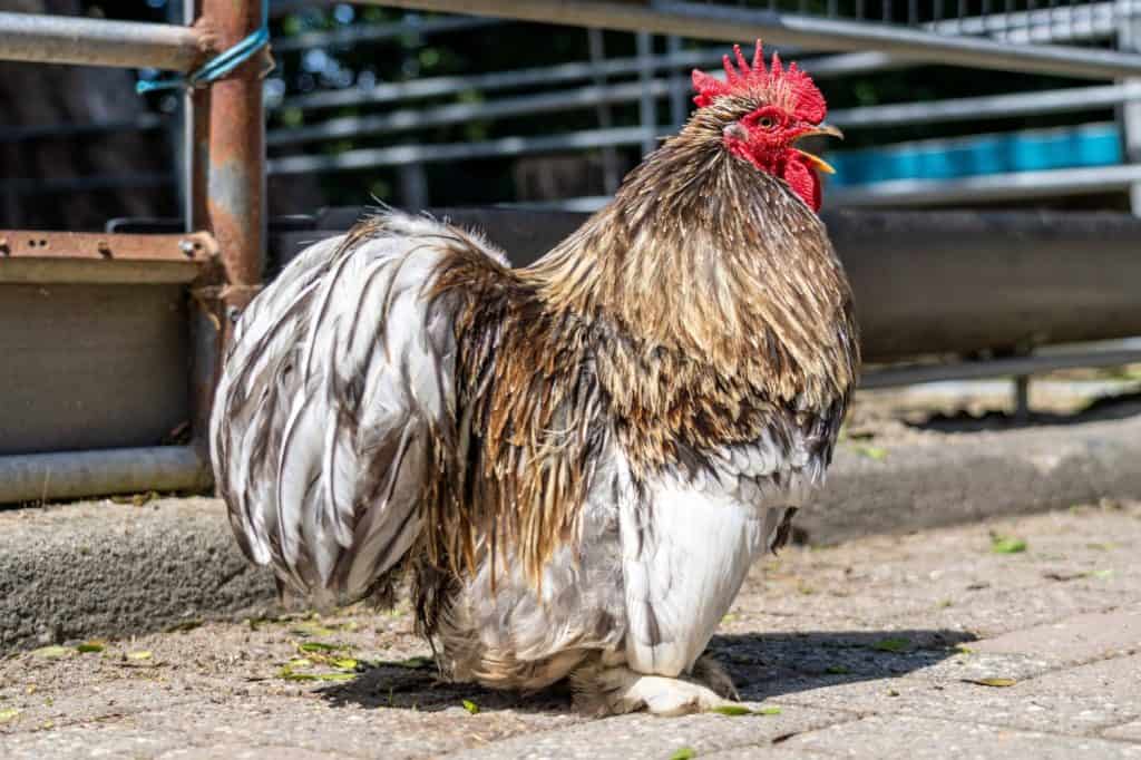 dwarf cochin rooster on farm