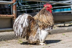 dwarf cochin rooster on farm