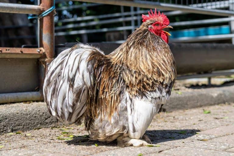 Cochin Chicken