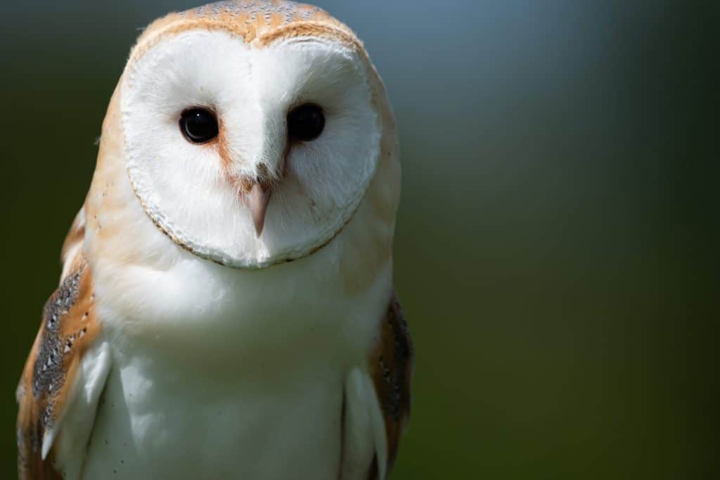 close-up of a barn owl portrait
