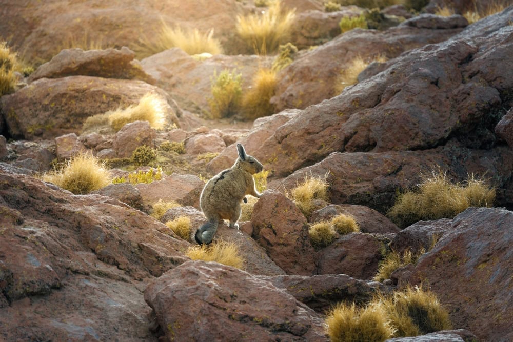 Southern viscacha (Lagidium viscacia) perched on the rocks in the Atacama Desert, illuminated by the soft golden light of the Andes highlands.