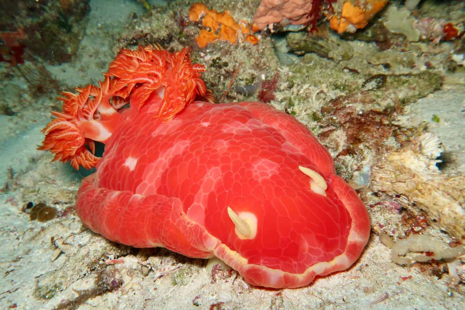 red spanish dancer nudibranch in indonesia
