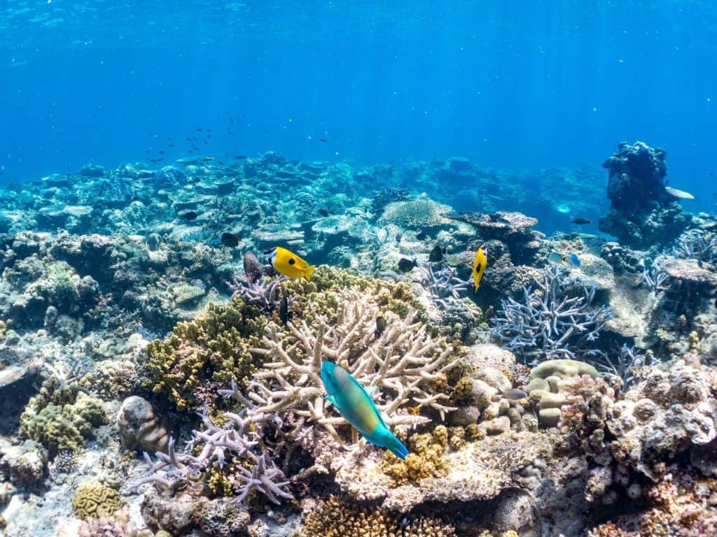 Blotched foxface, Siganus unimaculatus, Blue-barred parrotfish, Scarus ghobban, Blue green damselfish, Chromis viridis, Blue green chromis, A school of tropical fish. Beautiful coral reefs and people