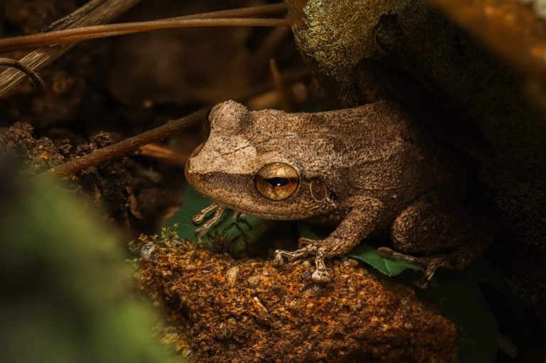 The coqui of Puerto Rico