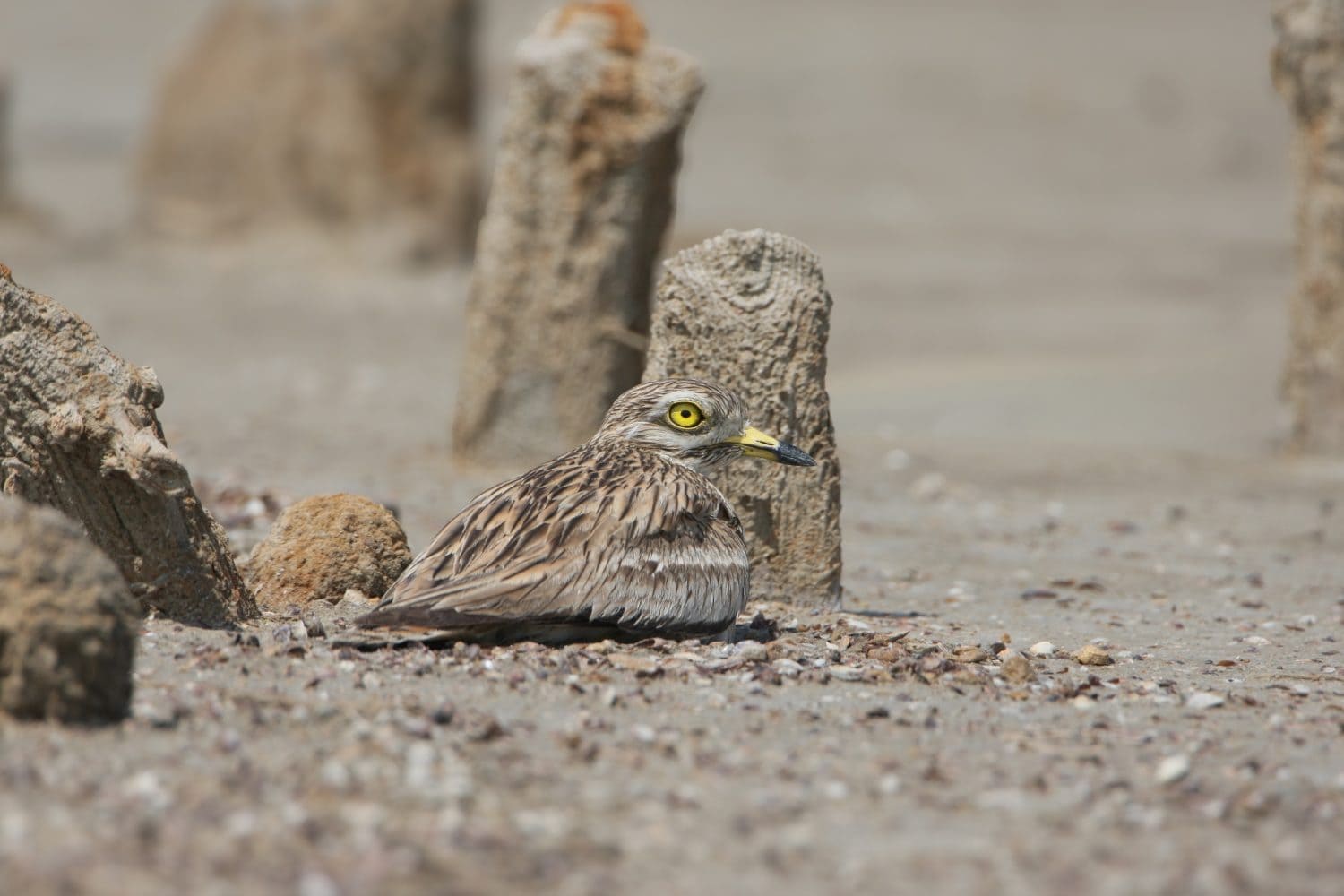An adult female Eurasian stone-curlew (Burhinus oedicnemus) is photographed on a nest incubating a clutch of eggs.