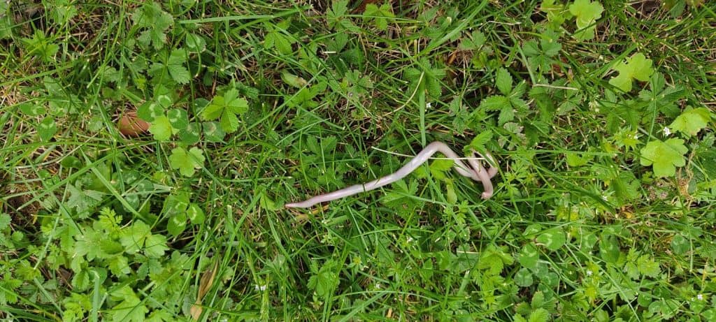 a helminth, such as a roundworm (Toxocara canis) or a tapeworm segment (Dipylidium caninum).
