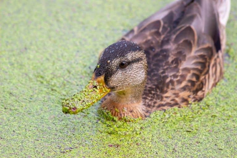 A duck swims in a pond among algae, close-up