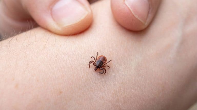a close up shows a tick crawling on human skin with fingers in the background, highlighting the risk of bites and potential diseases like lyme.