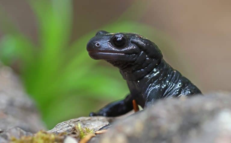Alpine salamander (Salamandra atra) in Austria