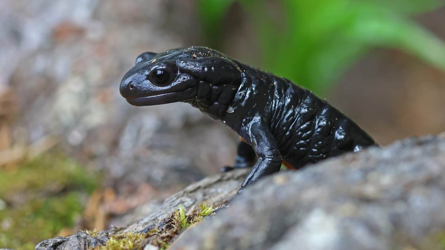 Alpine salamander (Salamandra atra) in Austria