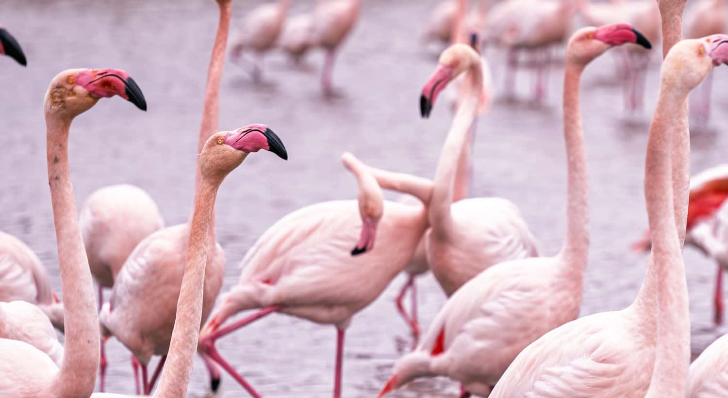 Camargue, France: group of greater flamingos standing in shallow water, soft pastel tones and repetitive neck shapes creating a calm natural wildlife scene