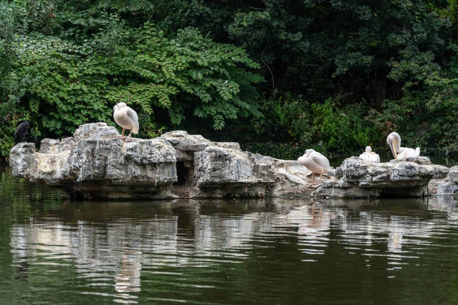 The pelicans on the Pelican Rock at St James's Park in London