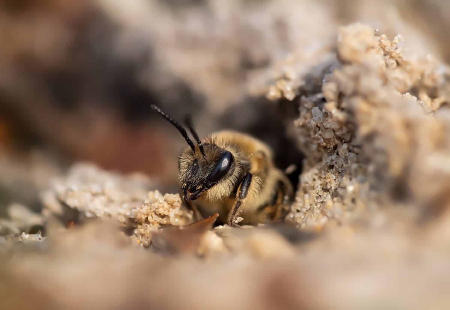 A mining bee (Andrena species) emerging from a sandy ground nest in a detailed macro view. The adult bee shows fine body hairs, dark compound eyes, and natural earth-toned surroundings.