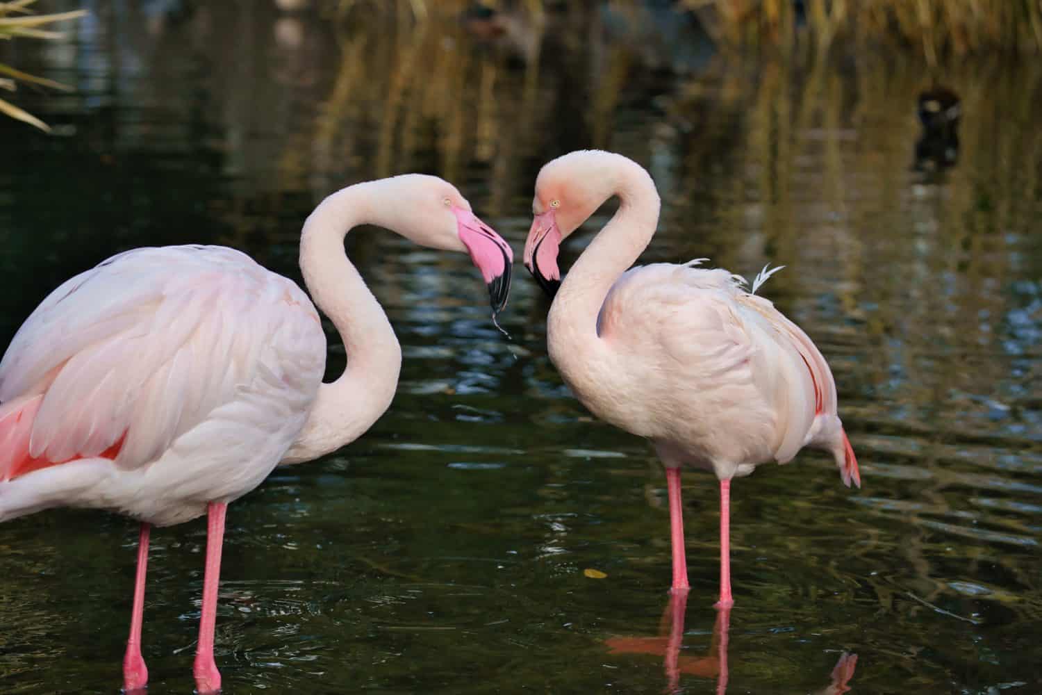 European Greater Flamingo love making at Kobe Animal Kingdom