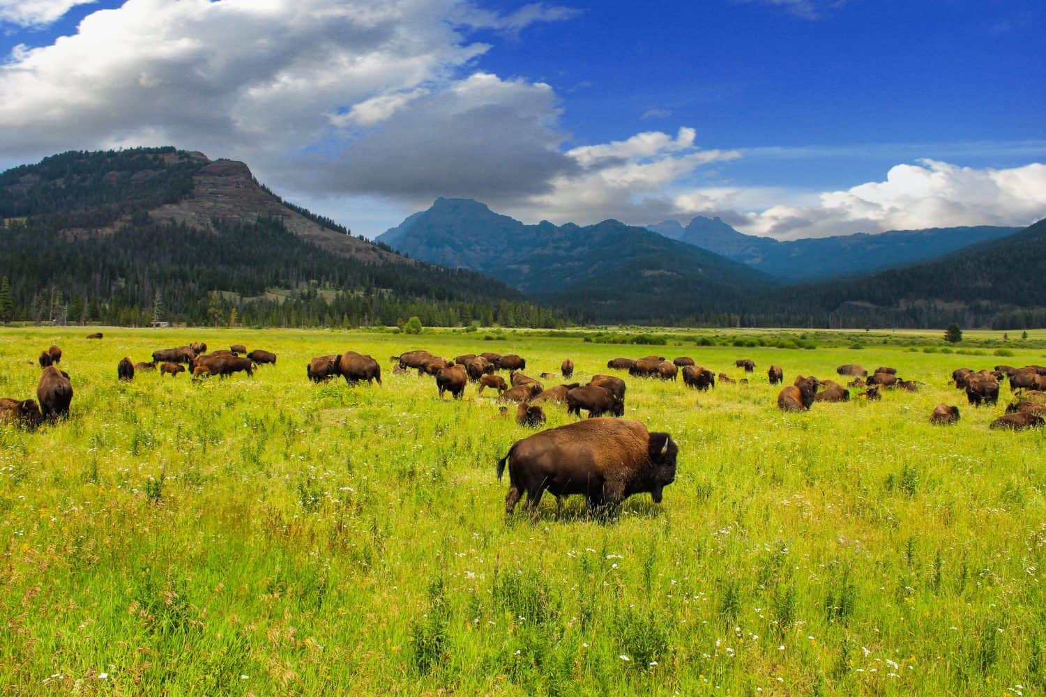 Wild bison in Yellowstone Park in the USA