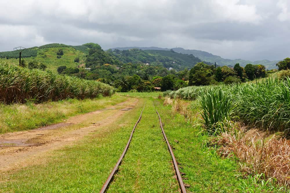 Railway line through sugarcane plantations on the island of Martinique (Sainte-Marie, Martinique, France)