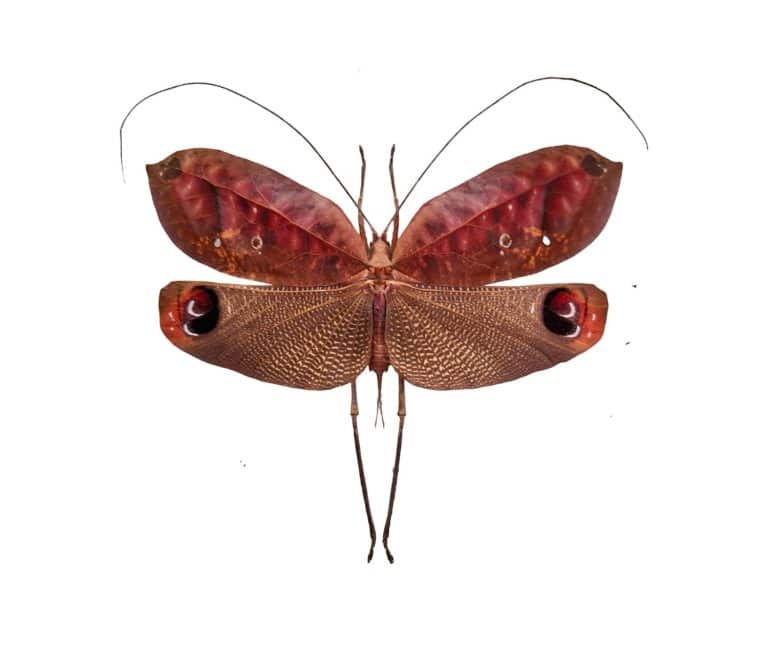 A peacock katydid and pink grasshopper Pterochroza ocellata are displayed together. They are separated from their natural surroundings to show their unique shapes and colors in detail.