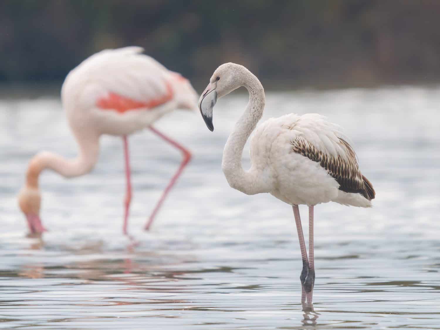 Juvenile greater flamingo (Phoenicopterus roseus) standing in shallow water with adult flamingos in background. Typical wetland bird of the Camargue region, France.