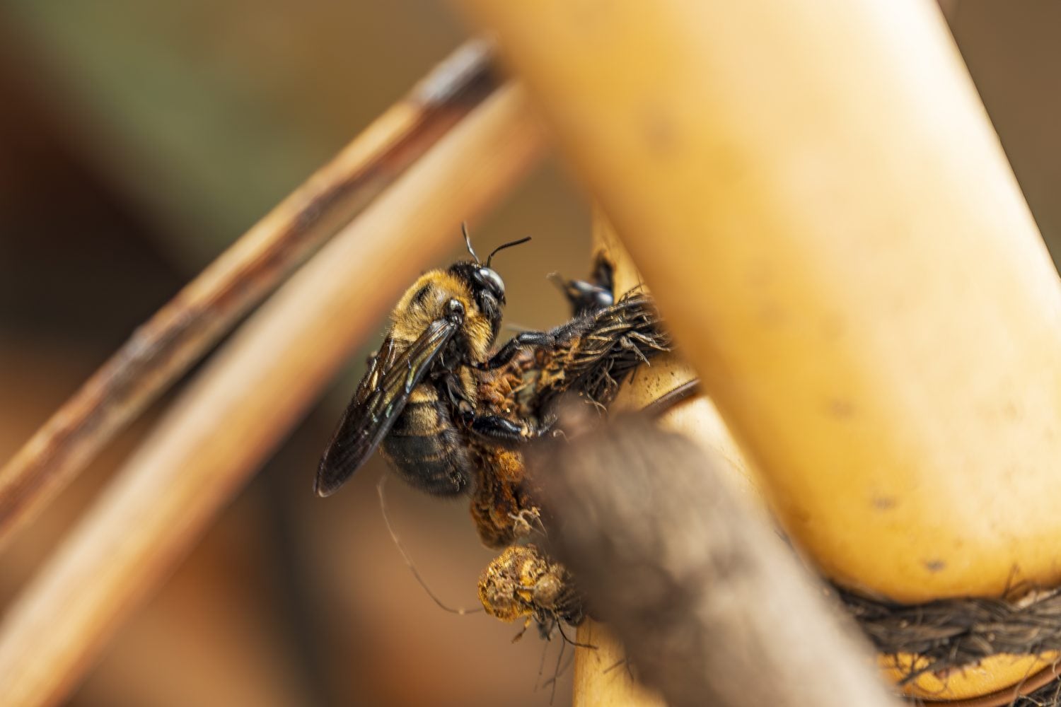 Macro close up of bee nesting behavior on bamboo stem with shallow depth of field.
